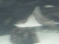 Atlantis Acquarium