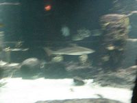 Atlantis Acquarium