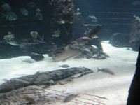 Atlantis Acquarium