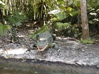 Alligator
