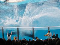 Dolphins