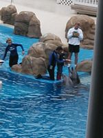 Dolphins