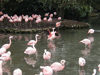 Flamingos