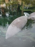 Manatees