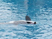 Orca