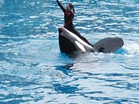 Orca