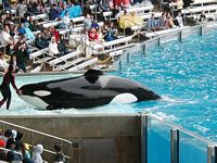 Orca