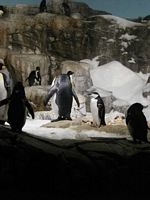 Penguins
