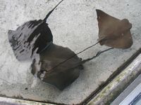 Stingray