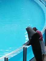 Sea Lion